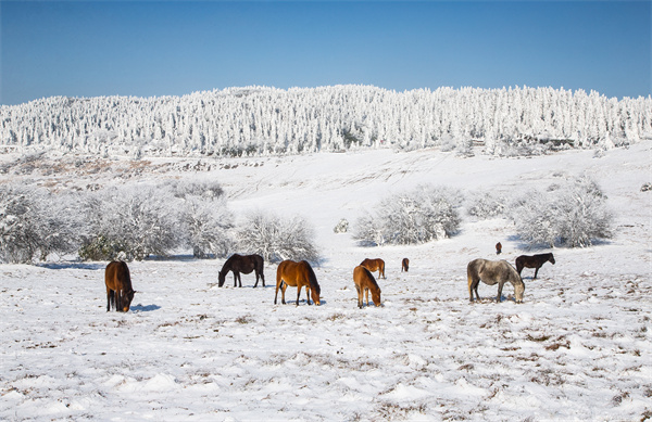 元旦嗨玩攻略 | 持Pass卡奔赴仙女山梦幻雪境，开启省钱尽兴之旅！